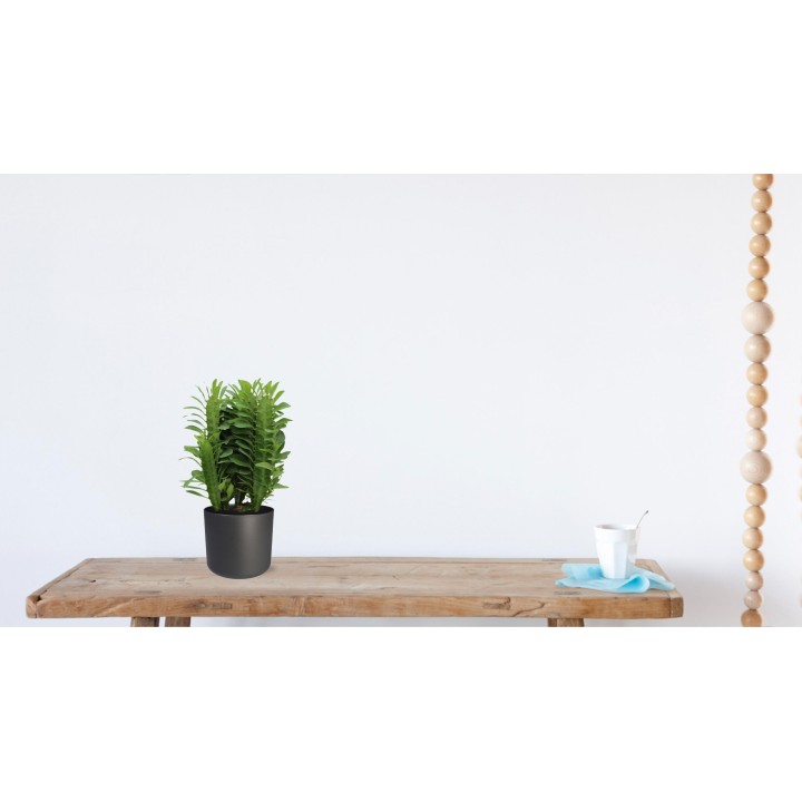 Euphorbia Trigona - Ø12Cm - ↕40Cm