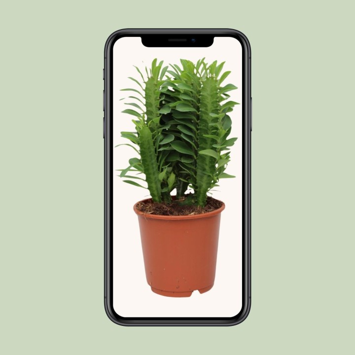 Euphorbia Trigona - Ø12Cm - ↕40Cm