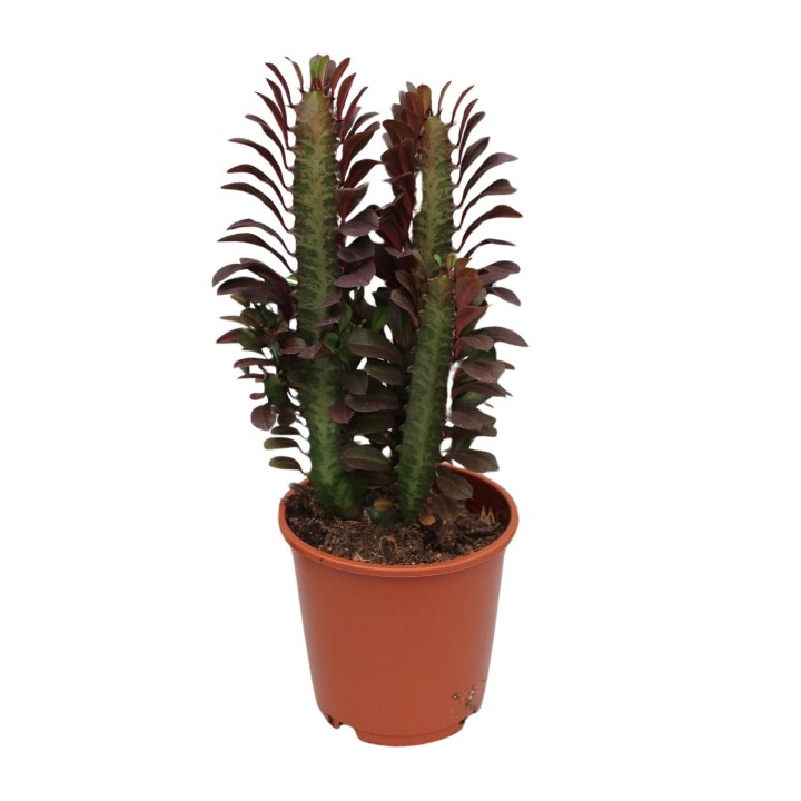 Euphorbia Trigona Rubra - Ø12Cm - ↕40Cm