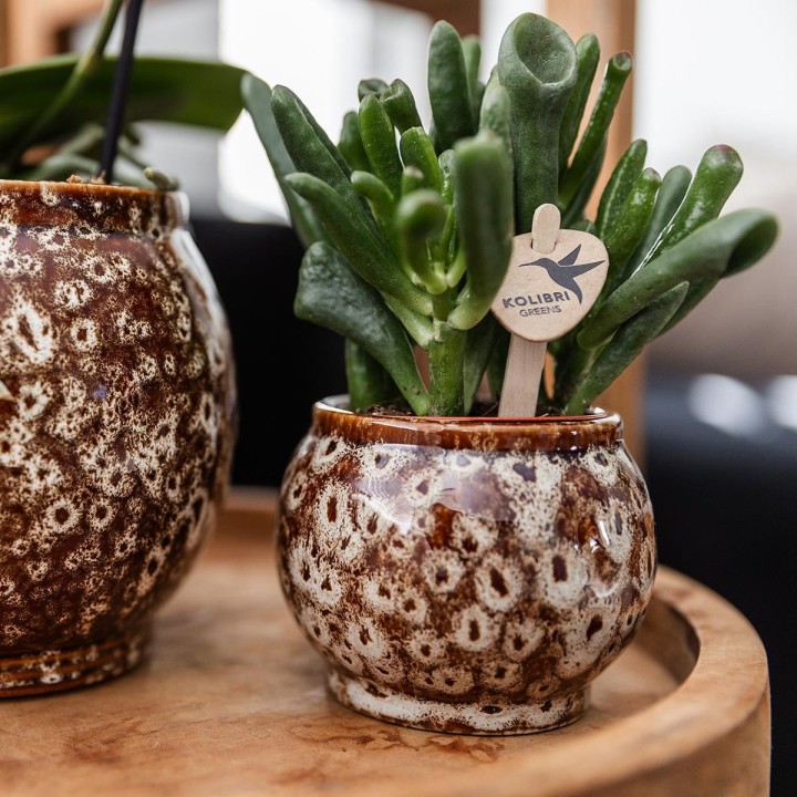 Kolibri Company | Gift Set Untamed Nature | Plant Set With Red Phalaenopsis Orchid And Succulents Incl. Ceramic Ornamental Pots