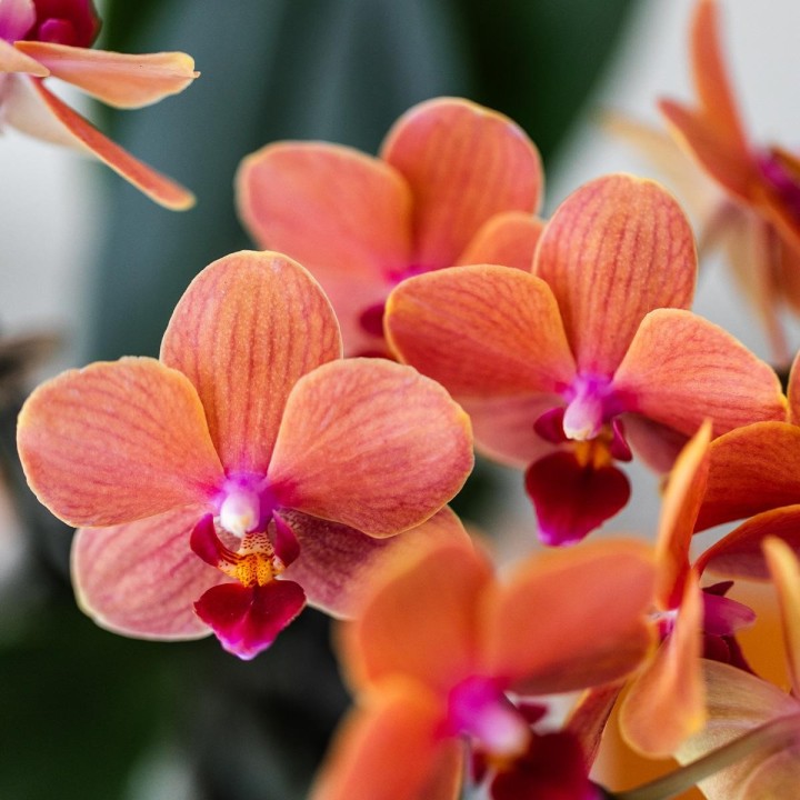 Kolibri Company | Gift Set Untamed Nature | Plant Set With Red Phalaenopsis Orchid And Succulents Incl. Ceramic Ornamental Pots