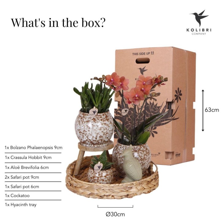 Kolibri Company | Gift Set Untamed Nature | Plant Set With Red Phalaenopsis Orchid And Succulents Incl. Ceramic Ornamental Pots