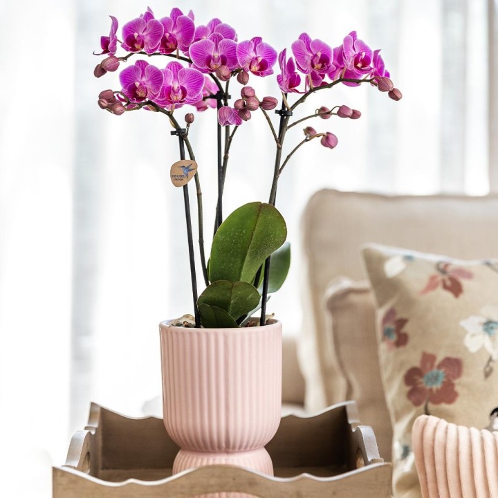 Kolibri Home | Combi Deal - Diabolo Pot Pink