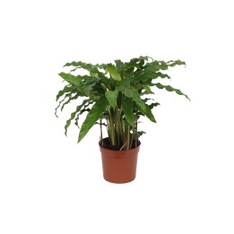 Calathea Bluegrass - 35 Cm - Ø12Cm