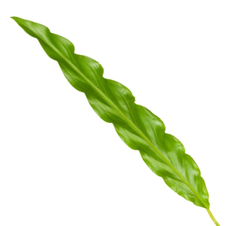 Calathea Bluegrass - 35 Cm - Ø12Cm