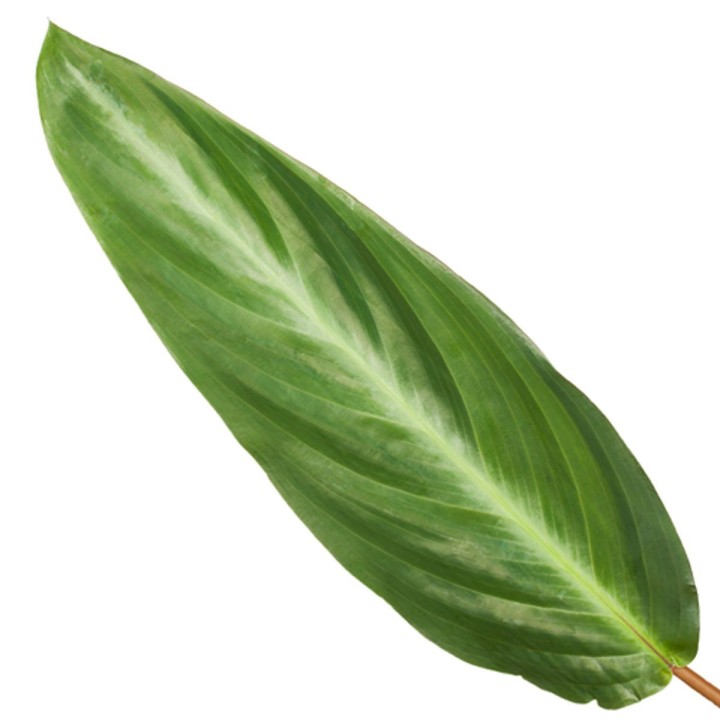 Calathea Stripestar - 40 Cm - Ø12Cm