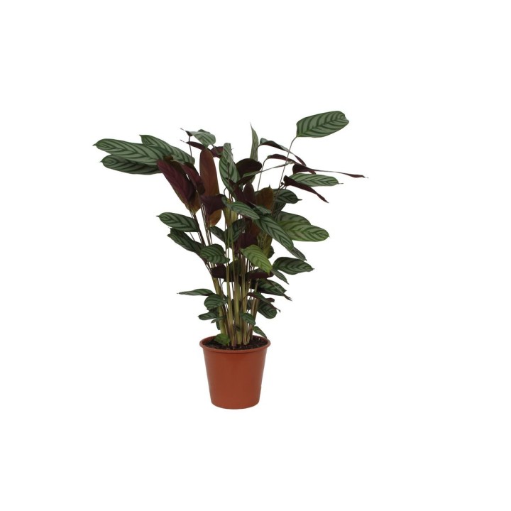 Calathea Compactstar - 90 Cm - Ø21Cm