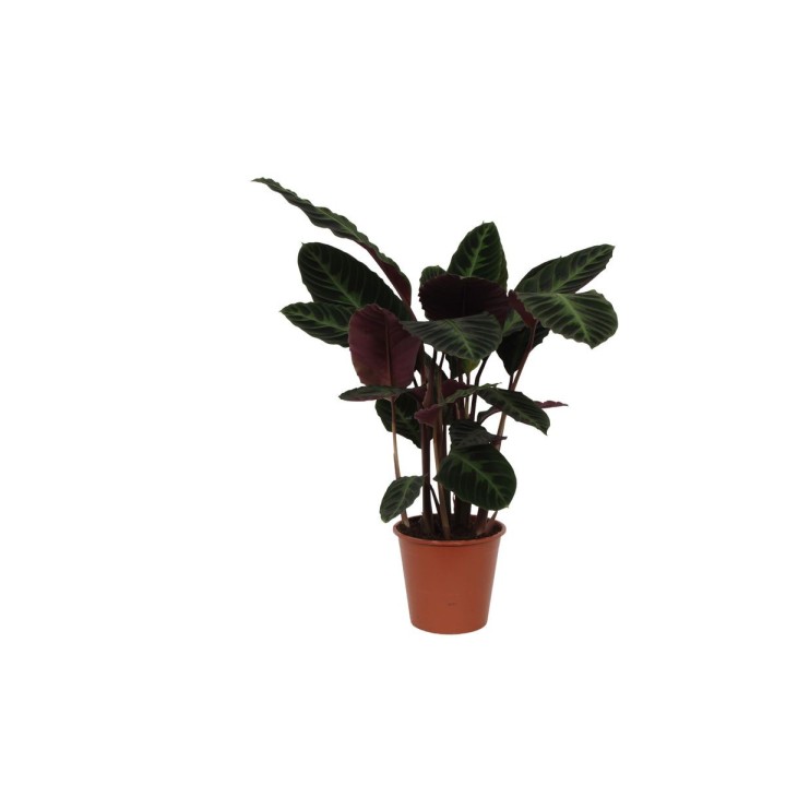 Calathea Warscewiczii - 90 Cm - Ø21Cm