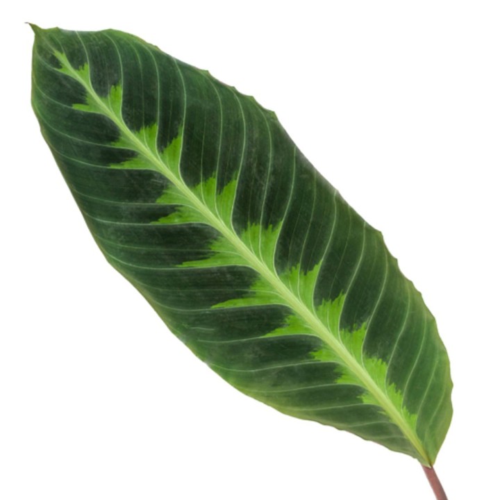 Calathea Warscewiczii - 90 Cm - Ø21Cm