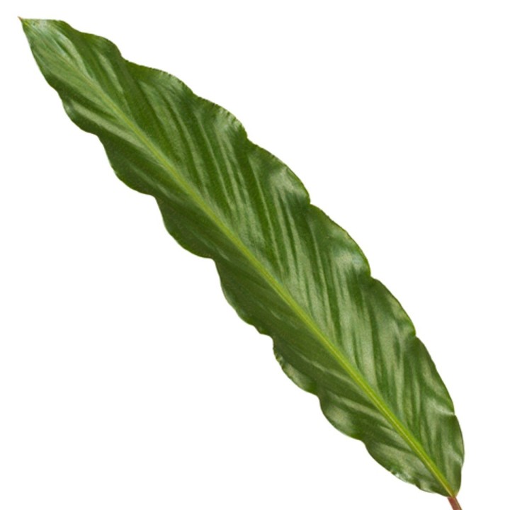 Calathea Wavestar - 80 Cm - Ø19Cm