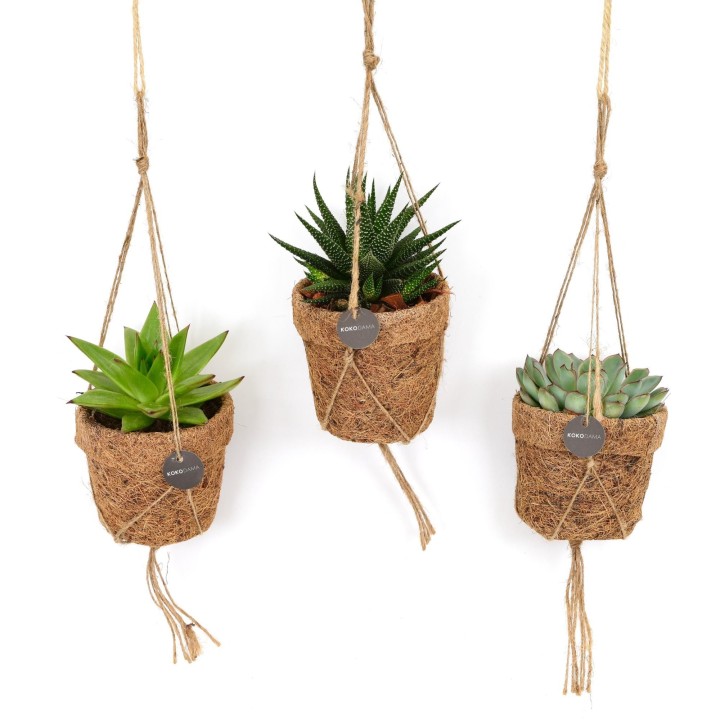 Kokopot String Succulehnt Mix - 3 Pieces - Ø10Cm - ↕15Cm