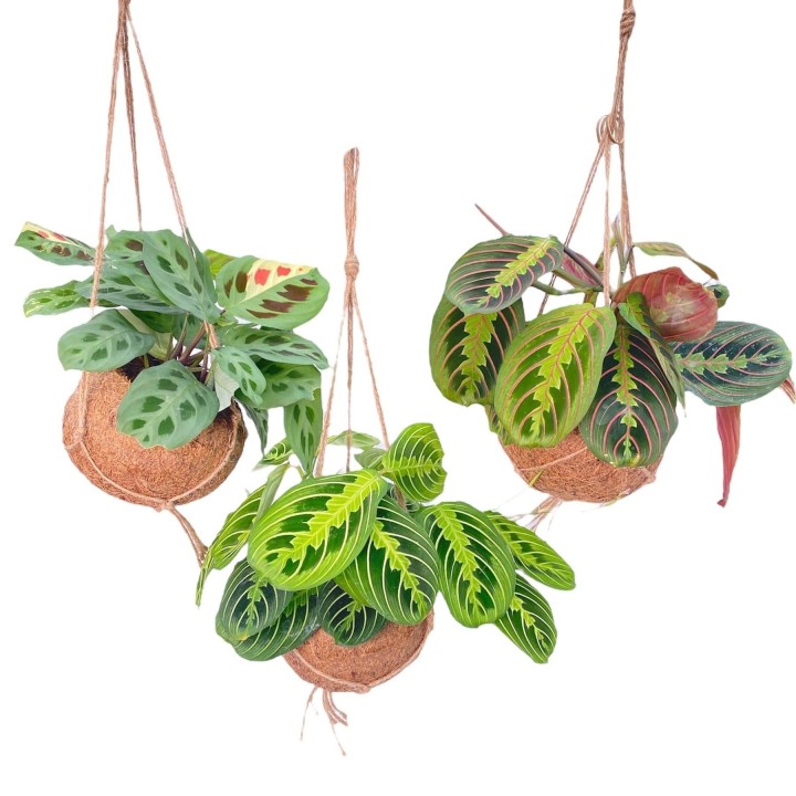 Kokodama Maranta Mix - 3 Pieces - Ø15Cm - ↕20Cm