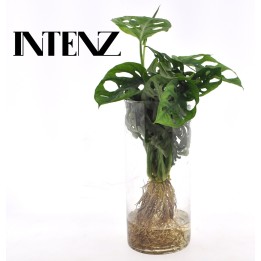 Monstera  In Cylinder Glas - Ø12Cm - ↕25Cm