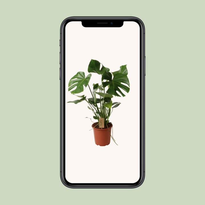 Monstera Deliciosa P21 - Ø21Cm - ↕60Cm