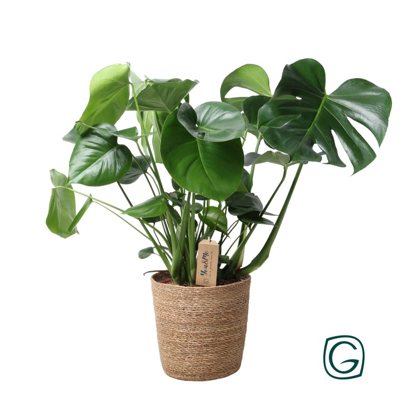 Monstera dans le panier naturel - Ø21Cm - -60C m