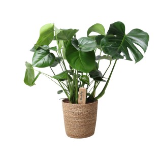 Monstera dans le panier naturel - Ø21Cm - -60C m