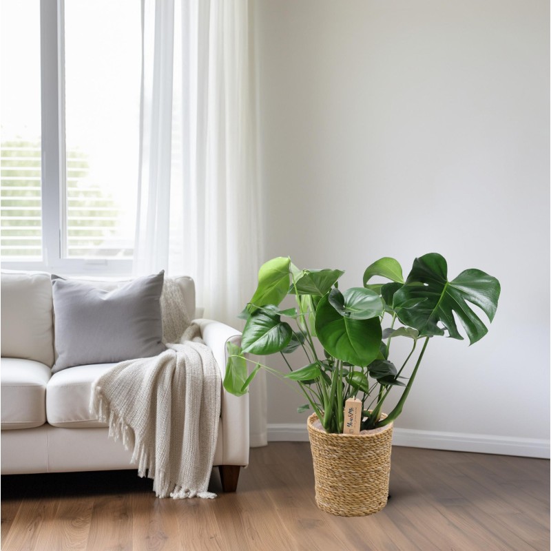 Monstera dans le panier naturel - Ø21Cm - -60C m