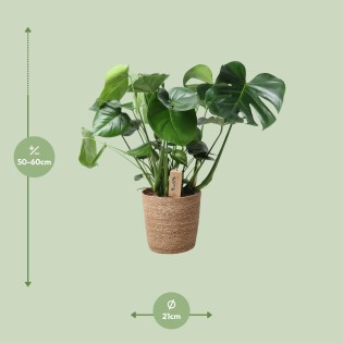 Monstera dans le panier naturel - Ø21Cm - -60C m