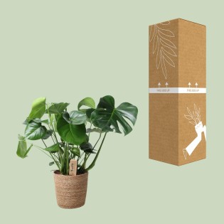 Monstera dans le panier naturel - Ø21Cm - -60C m