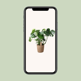 Monstera dans le panier naturel - Ø21Cm - -60C m
