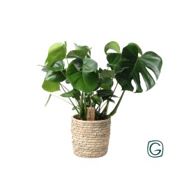 Monstera dans panier en feuille de palmier - Ø21 cm