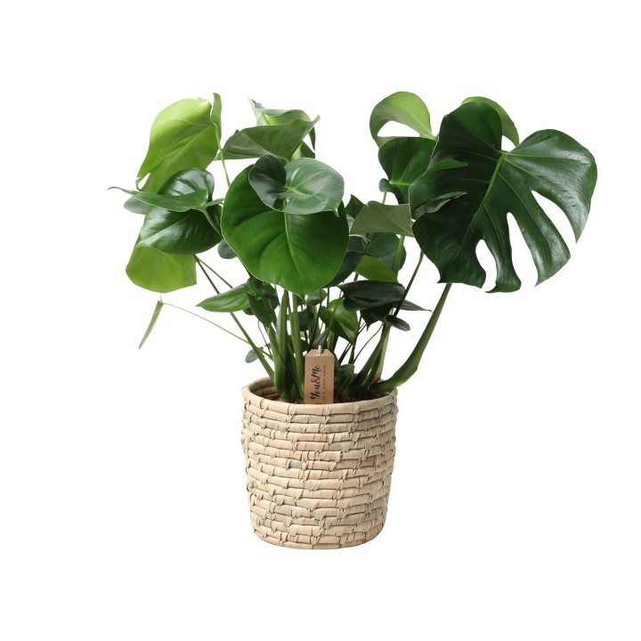 Monstera dans panier en feuille de palmier - Ø21 cm