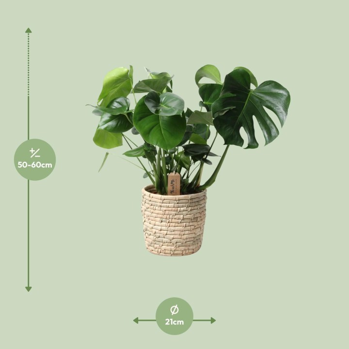 Monstera dans panier en feuille de palmier - Ø21 cm