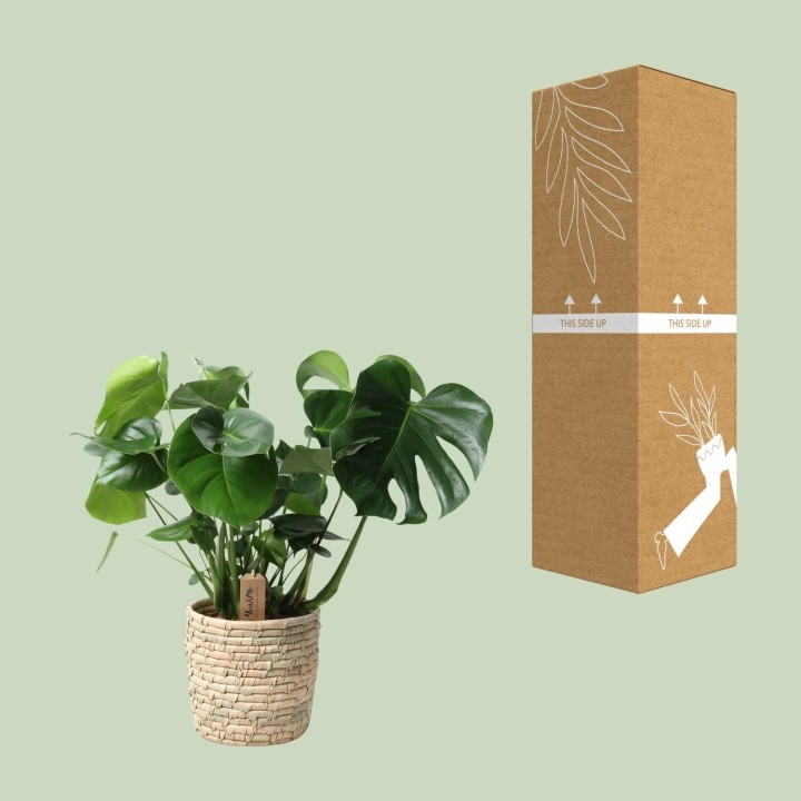 Monstera dans panier en feuille de palmier - Ø21 cm