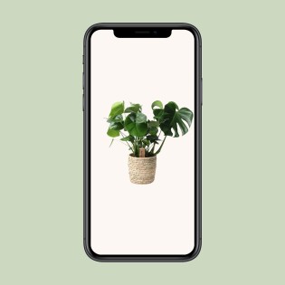 Monstera dans panier en feuille de palmier - Ø21 cm