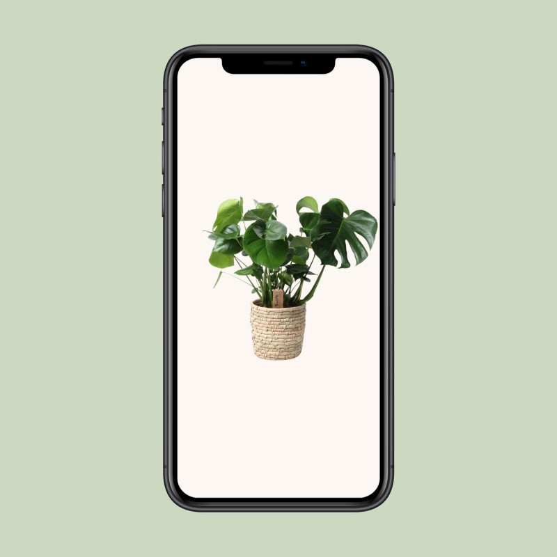 Monstera dans panier en feuille de palmier - Ø21 cm