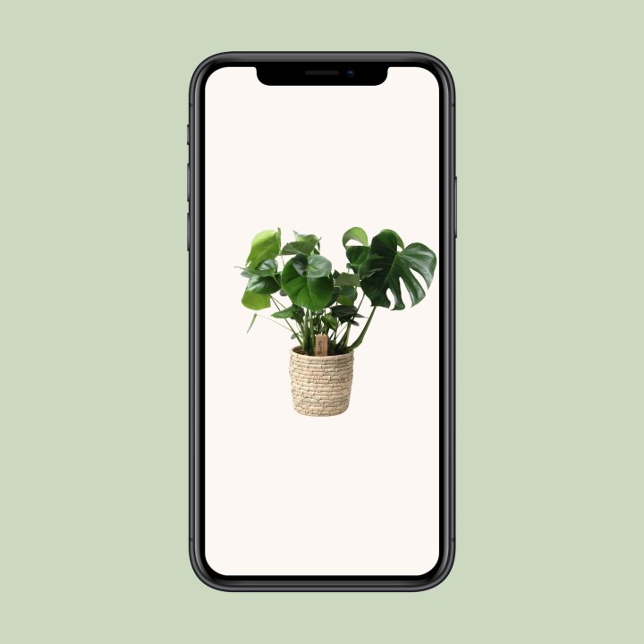 Monstera dans panier en feuille de palmier - Ø21 cm