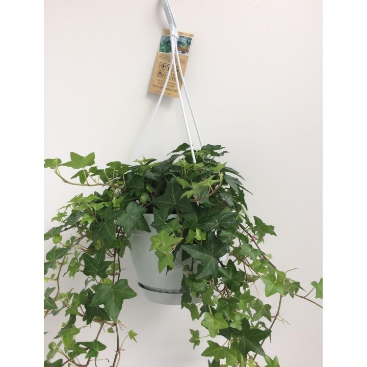 Hedera helix - Ø17Cm - 10/30Cm