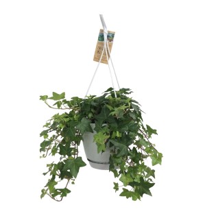 Hedera helix - Ø17Cm - 10/30Cm