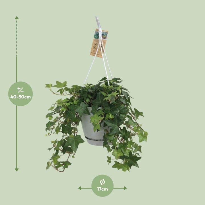 Hedera helix - Ø17Cm - 10/30Cm