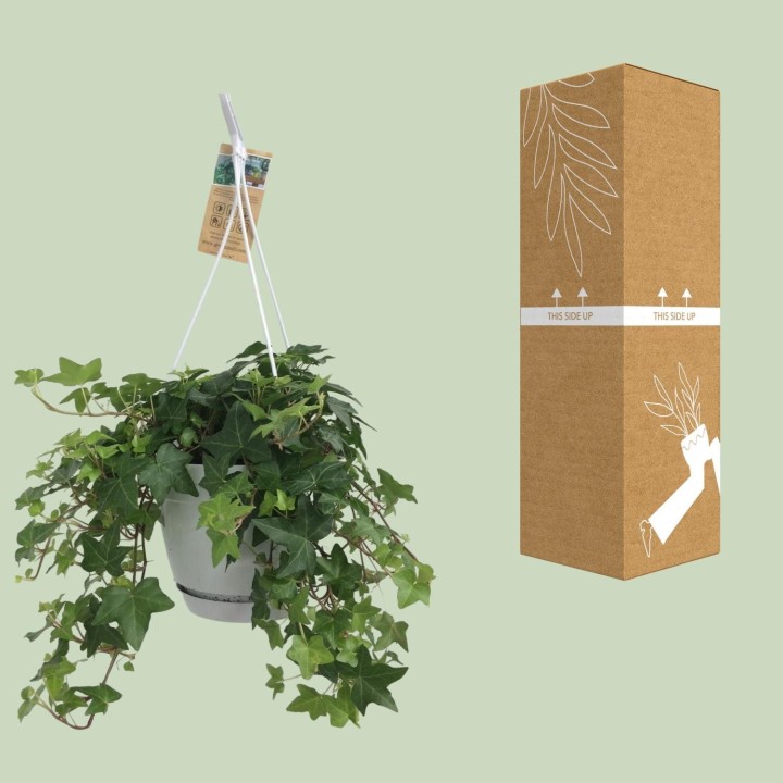 Hedera helix - Ø17Cm - 10/30Cm