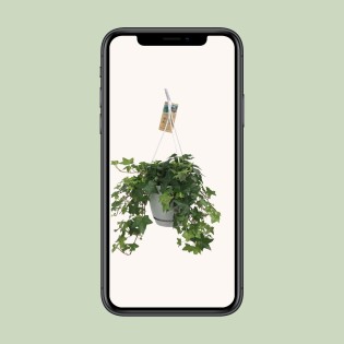 Hedera helix - Ø17Cm - 10/30Cm