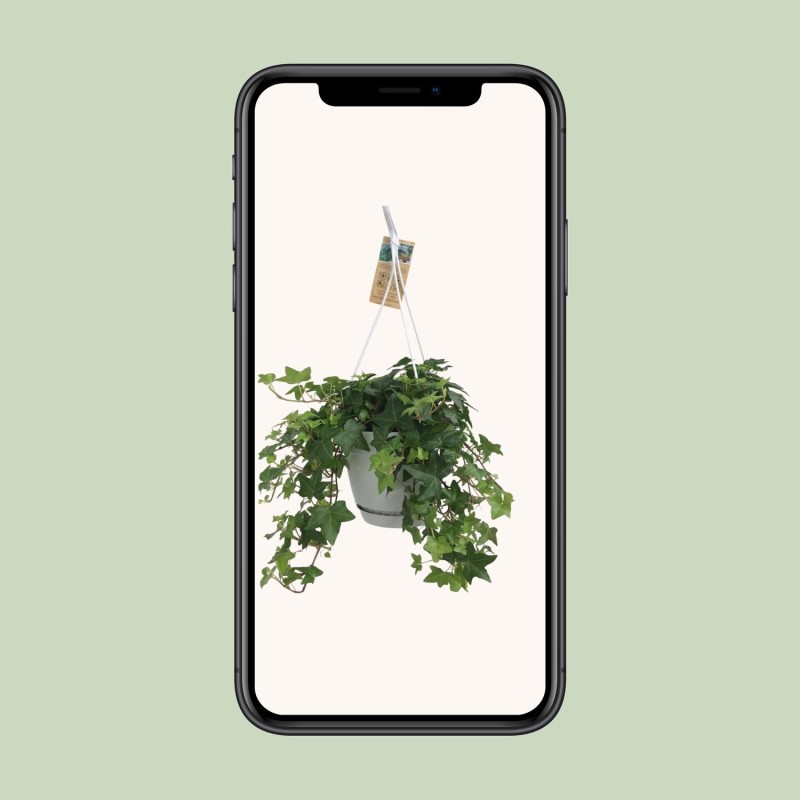 Hedera helix - Ø17Cm - 10/30Cm