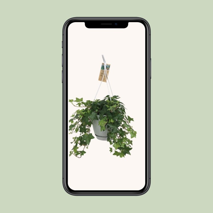 Hedera helix - Ø17Cm - 10/30Cm