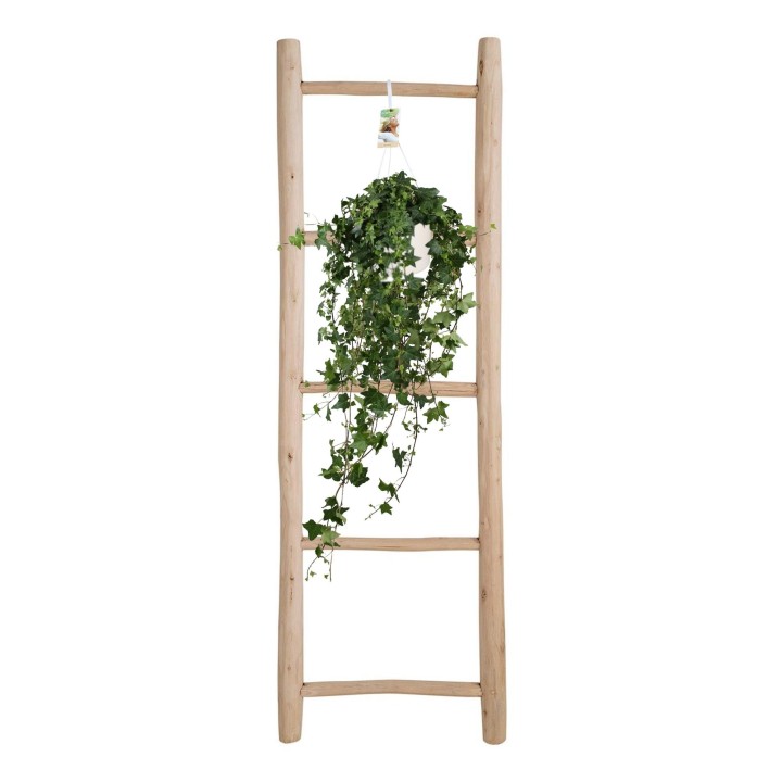 Hedera Helix Pitsburg - Hang/Xxl - Ø17Cm - ↕Cm