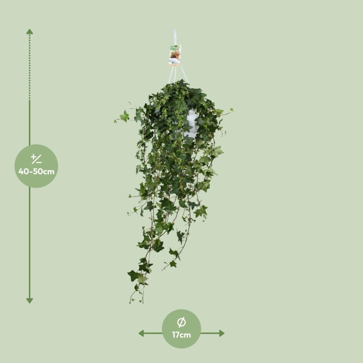 Hedera Helix Pitsburg - Hang/Xxl - Ø17Cm - ↕Cm