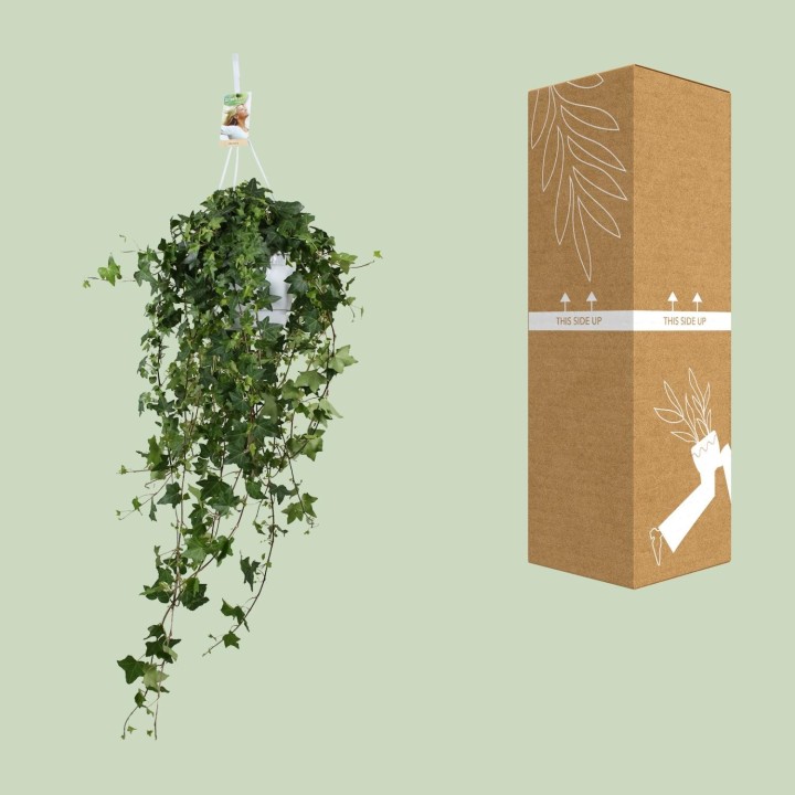 Hedera Helix Pitsburg - Hang/Xxl - Ø17Cm - ↕Cm