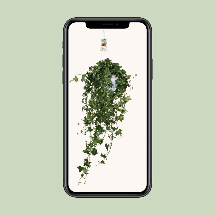 Hedera Helix Pitsburg - Hang/Xxl - Ø17Cm - ↕Cm