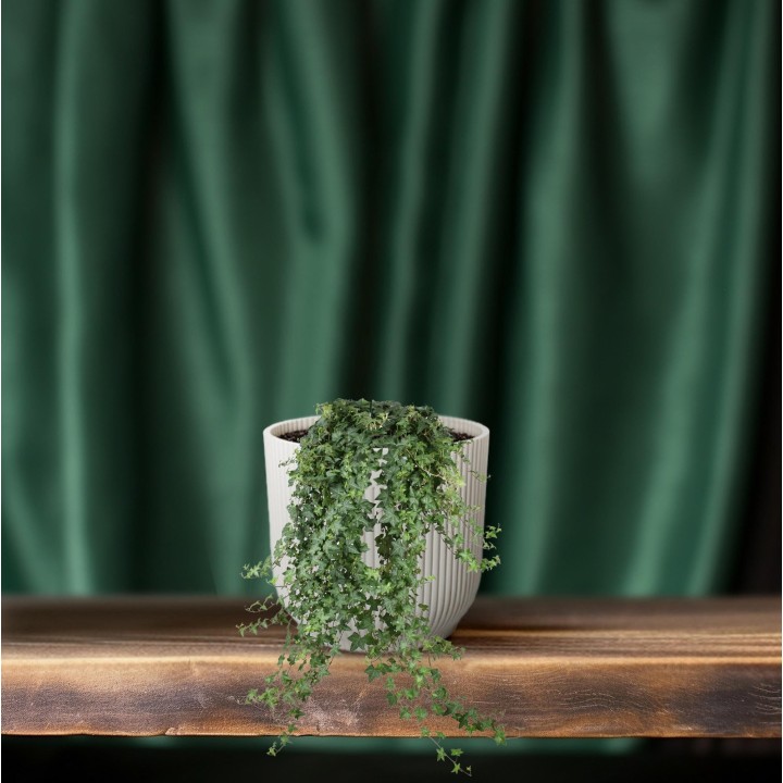 Hedera Helix Pitsburg - Hang/Xxl - Ø24Cm - ↕Cm