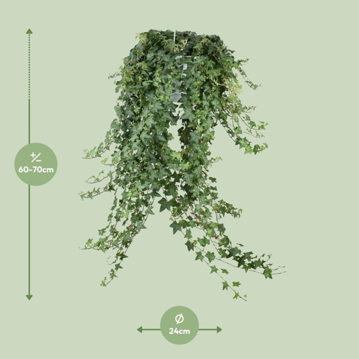 Hedera Helix Pitsburg - Hang/Xxl - Ø24Cm - ↕Cm