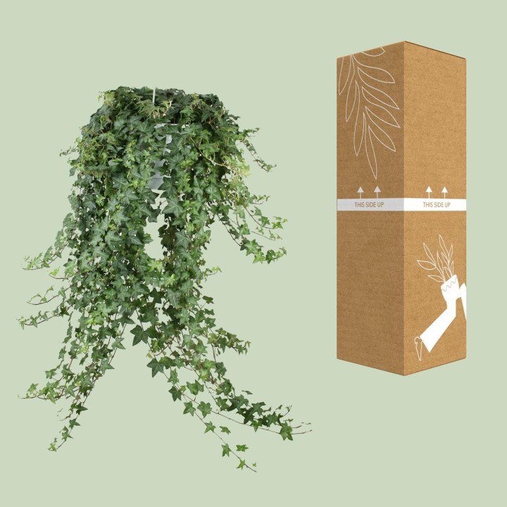 Hedera Helix Pitsburg - Hang/Xxl - Ø24Cm - ↕Cm