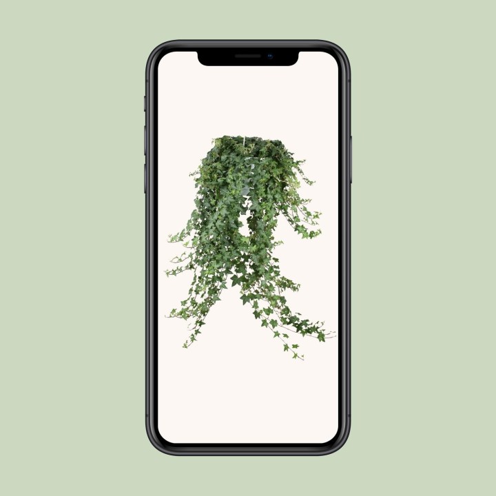 Hedera Helix Pitsburg - Hang/Xxl - Ø24Cm - ↕Cm