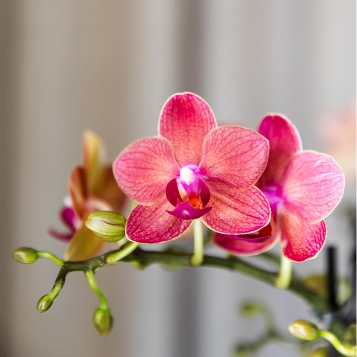 Kolibri Orchids | Combi Deal Of 4 Red Phalaenopsis Orchids - Congo - Pot Size Ø9Cm Flowering Houseplant - Fresh From The Grower