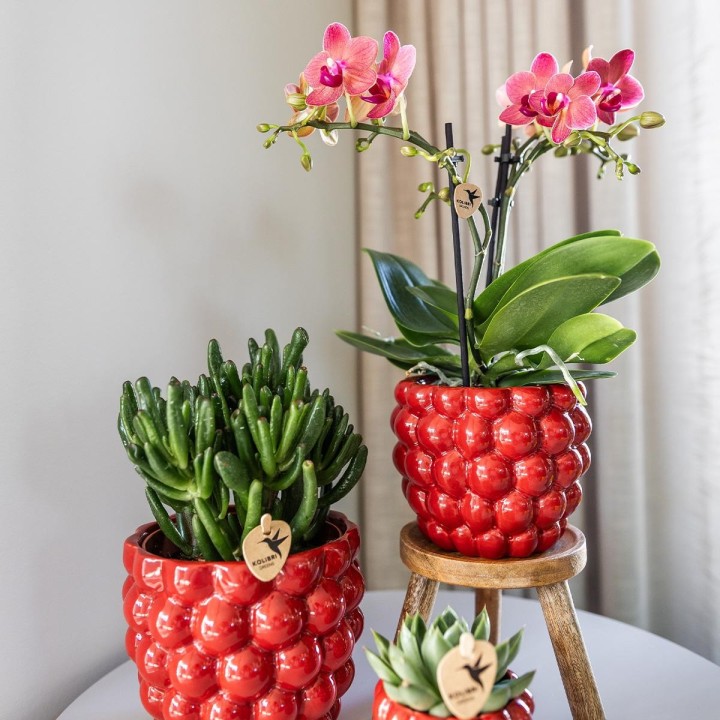 Kolibri Orchids | Combi Deal Of 4 Red Phalaenopsis Orchids - Congo - Pot Size Ø9Cm Flowering Houseplant - Fresh From The Grower