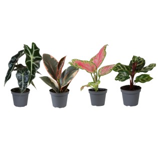 Coffret découverte 6 jeunes plants - Ø6Cm - 5/10Cm
