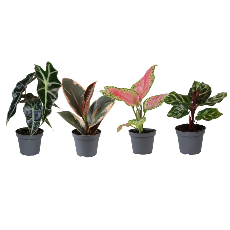 Coffret découverte 6 jeunes plants - Ø6Cm - 5/10Cm